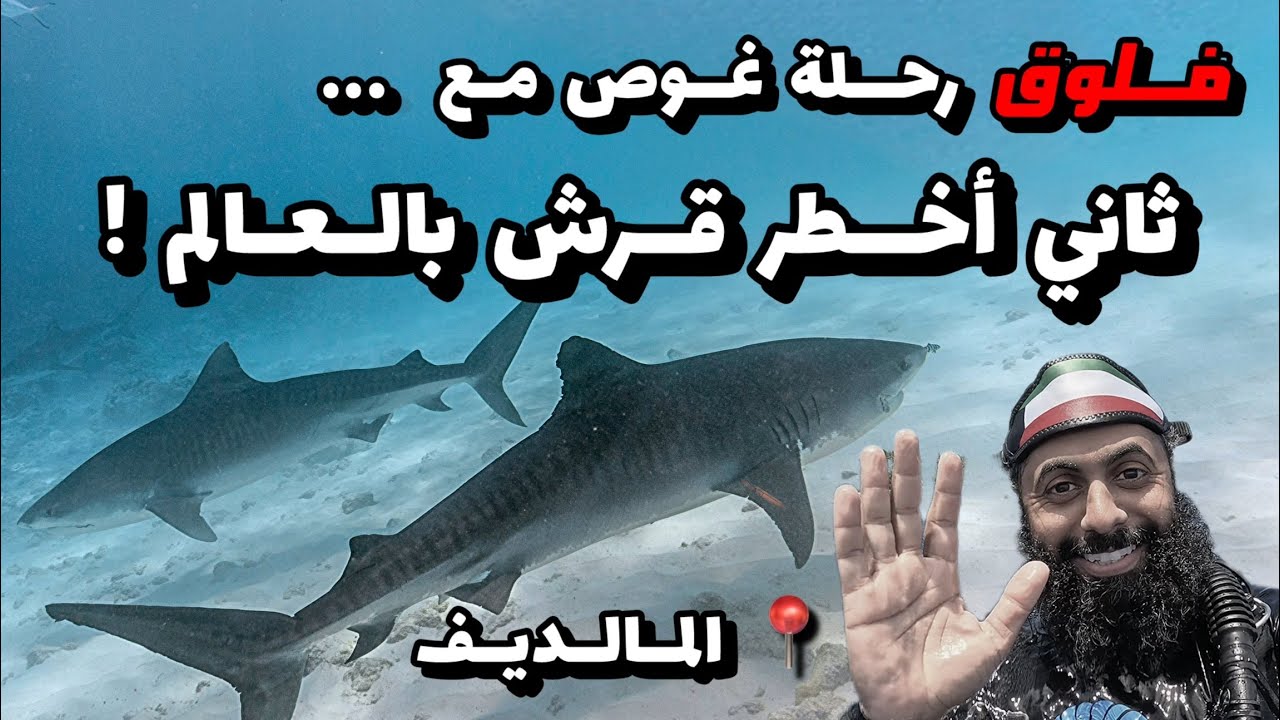 رحلة غوص قرش النمر | المالديف 2025 Tiger Shark