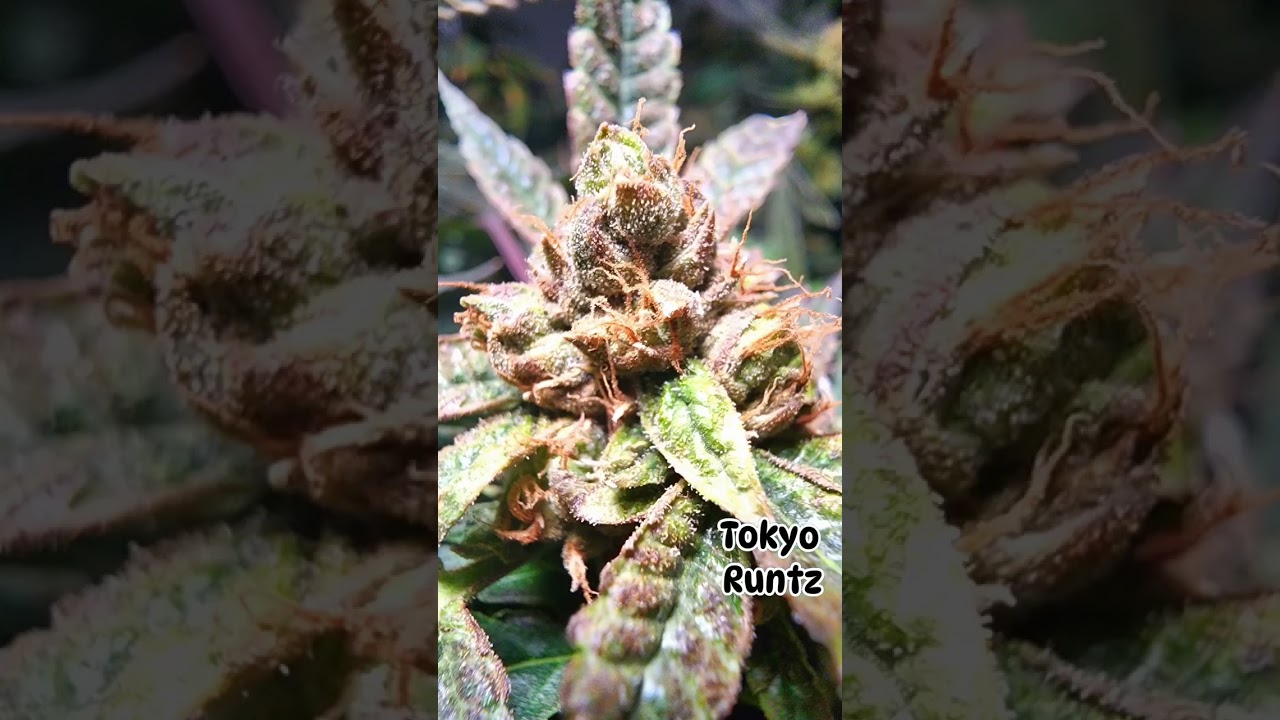 Tokyo Runtz almost done