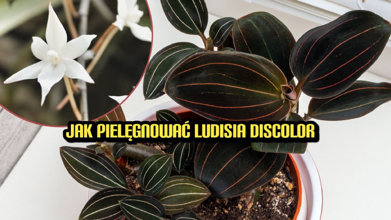 Jak pielęgnować ludisia discolor 