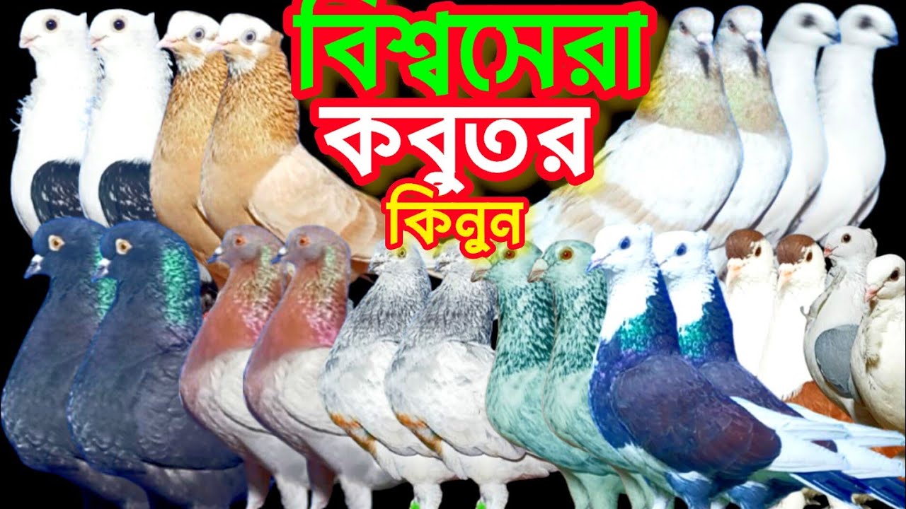  মাসা আল্লাহ অসাধারণ কবুতর বিক্রি হবে ন্যায্য দামে