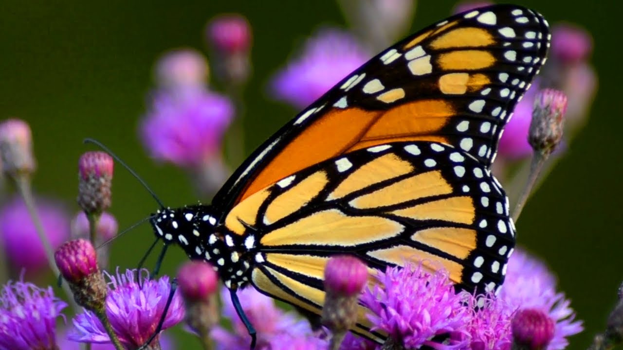 Monarch butterfly drinking nectar & flapping wings in flowers