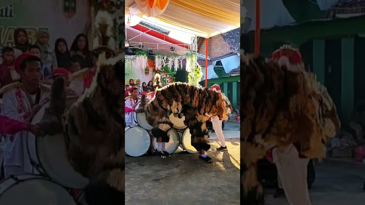 can macanan singo raung cilik loncat dari atas drumband