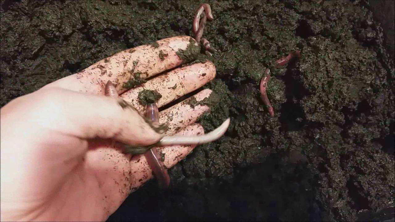 крупная денробена. Dendrobaena veneta