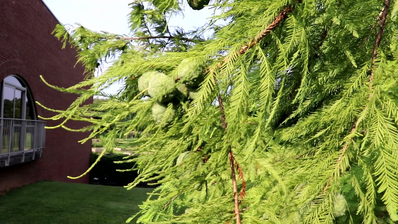 Bald Cypress | Deciduous Trees | Trees of KY