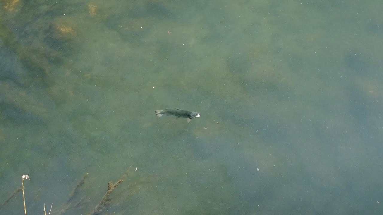 El día mas épico de pesca en la poza de los monstruos!!!