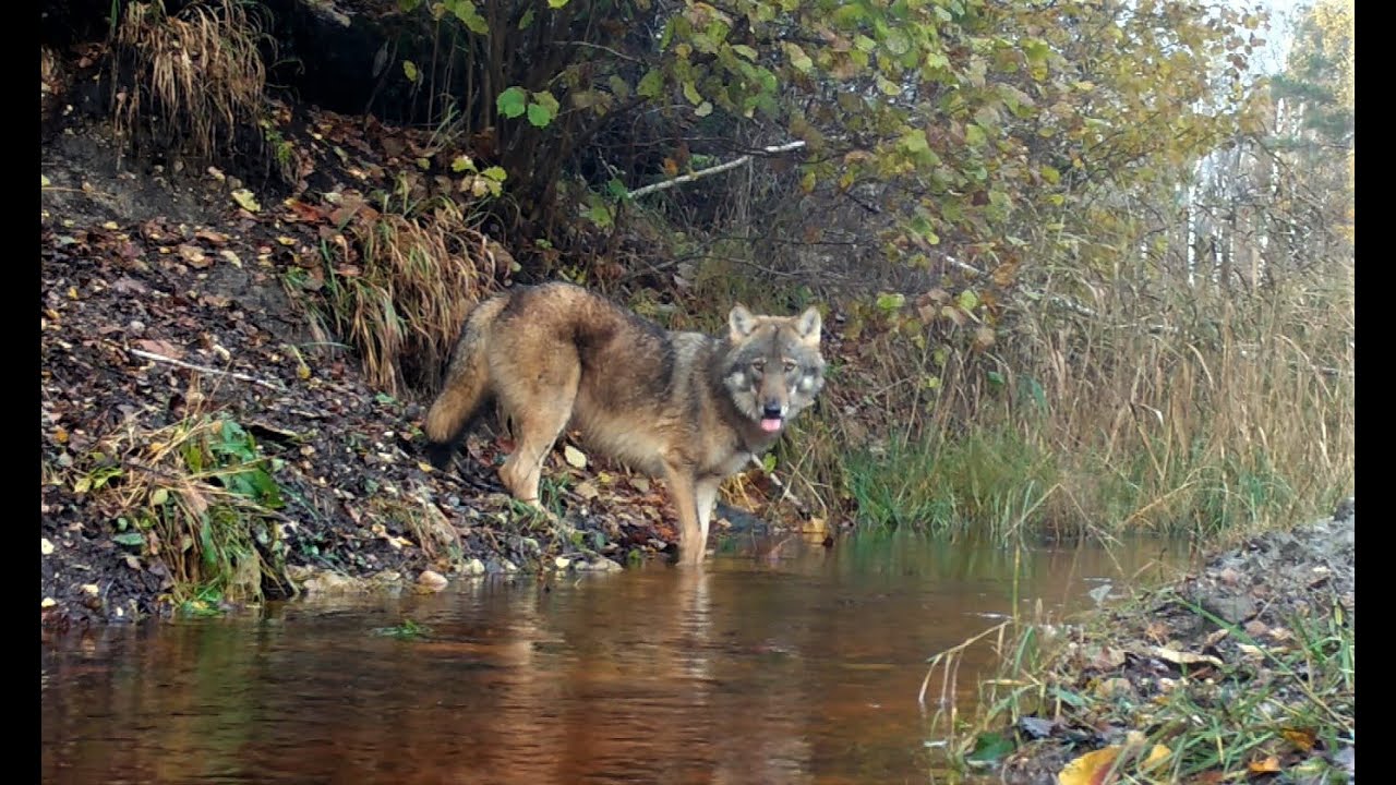 Rajakaamera Bushnell. Border camera. Ilus hunt. Beautiful wolf.
