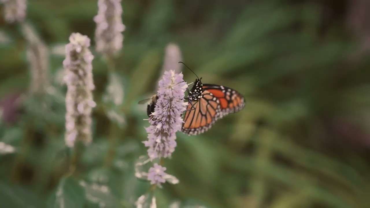 StoneHouse: A Story of Preservation