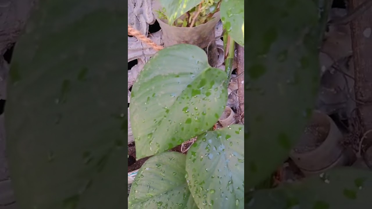 Money plant k Big patty #gardenplants #shortvideo #viral #pihuandfamilyvlog