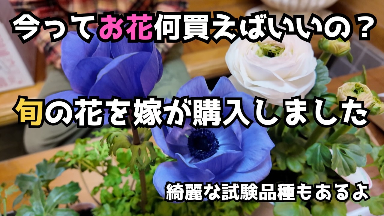 [園芸]いま旬の花を紹介します　少し珍しいラナンキュラス ウピスやアネモネの試験品種などなど[ガーデニング][ラナンキュラス][すがーでん]
