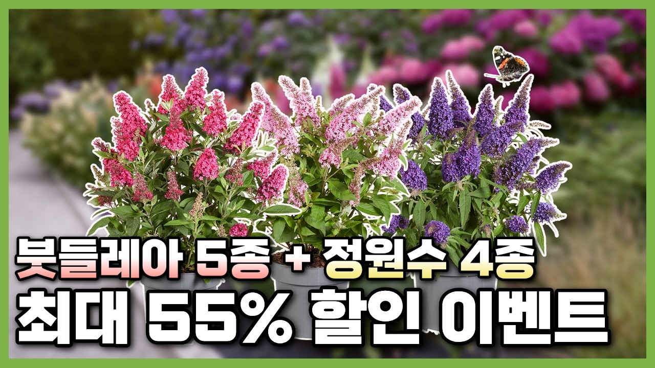 달콤한 향기로 나비를 부르는 나비나무 붓들레아 버터플라이 캔디시리즈 5종 및 정원수 4종 최대 55% 할인 이벤트와 경매이벤트까지 #가드닝 #꽃설명 #정원꾸미기