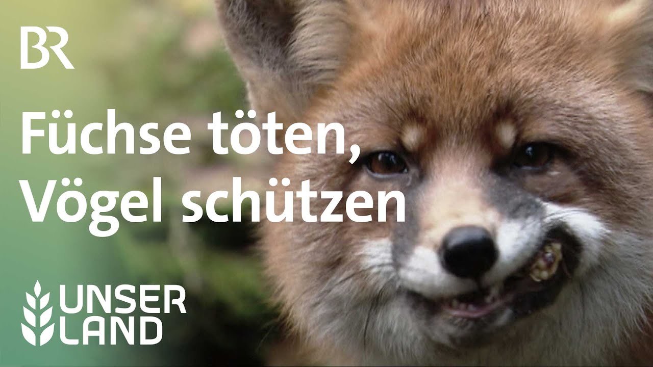 Füchse töten, um Vögel zu schützen - Naturschutzprojekt für Wiesenbrüter | Unser Land | BR