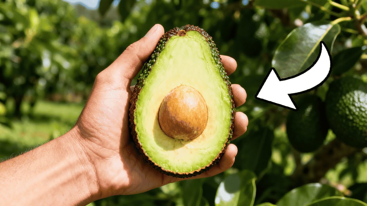 Why A Hass Avocado Seed Won’t Give You A Real Hass Avocado Tree