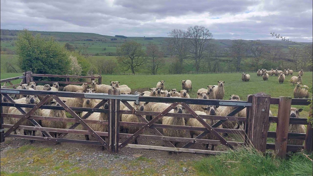 Wolsingham, White Kirkley and Weardale with iWalks NE [8.6miles]