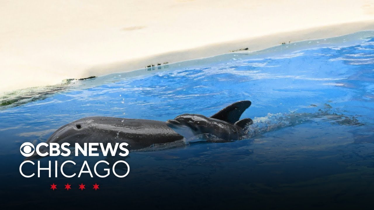 Video shows bottlenose dolphin calf born at Brookfield Zoo Chicago