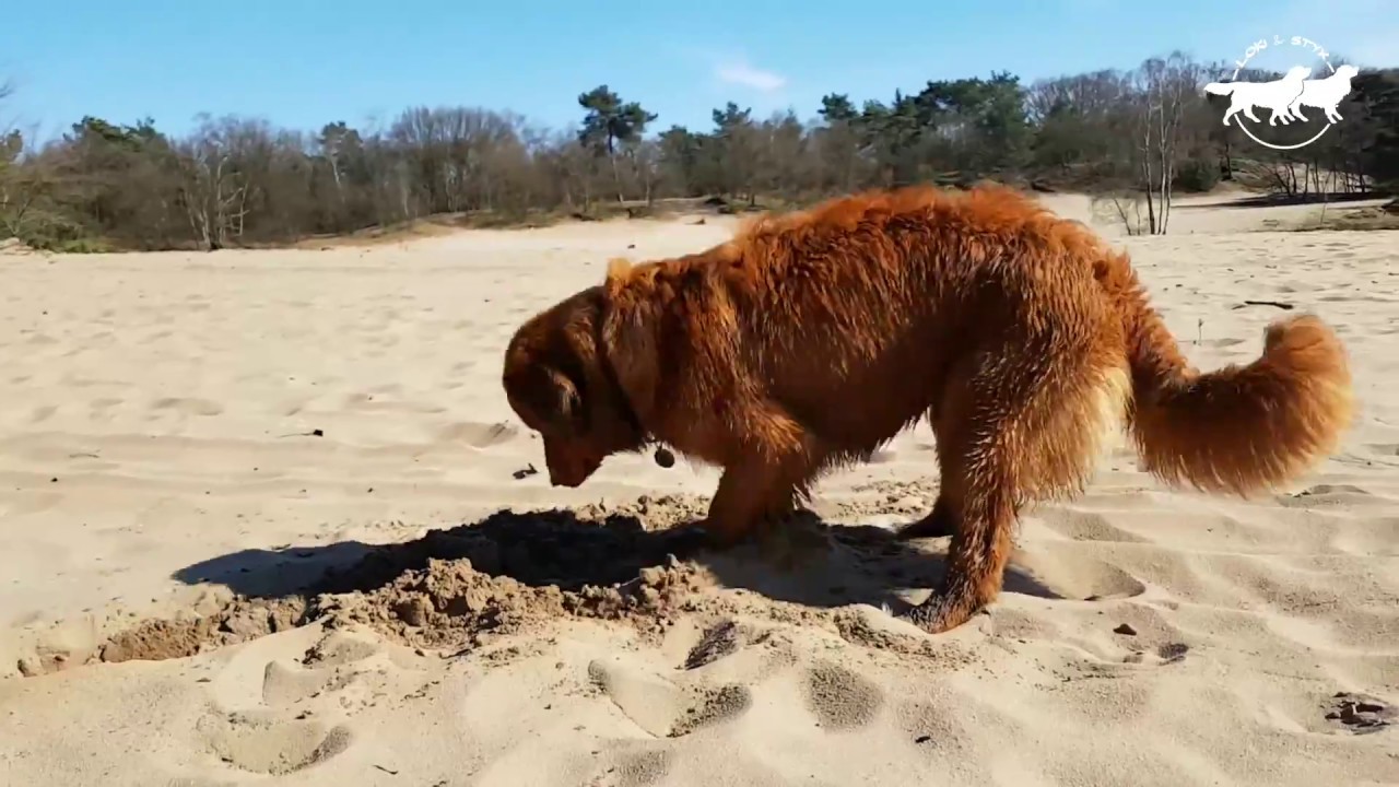 Tollers in dog's paradise! - Nova Scotia Duck Tolling Retrievers