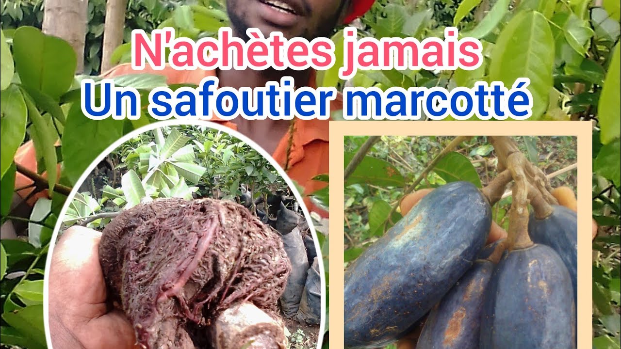 Avant de te lancer dans la culture du safoutier il faut absolument savoir ceci.