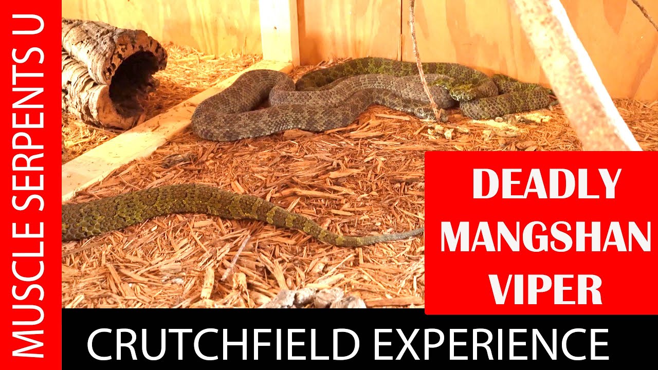 RARE MANGSHAN VIPER at CRUTCHFIELD' RANCH: Part 7