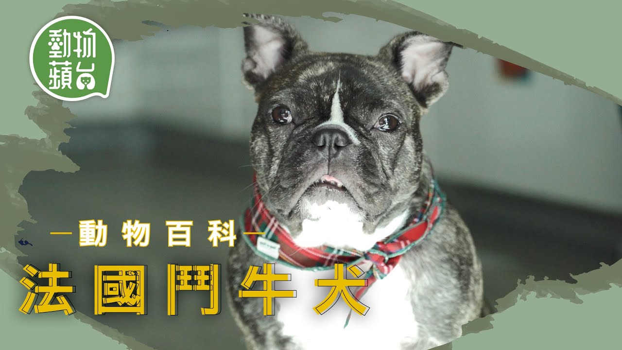 法國鬥牛犬｜貪玩法鬥犬扁面樣炎夏易中暑 先天易難產不宜繁殖 #動物百科 #動物蘋台─果籽 香港 Apple Daily─原刊日期：20210603