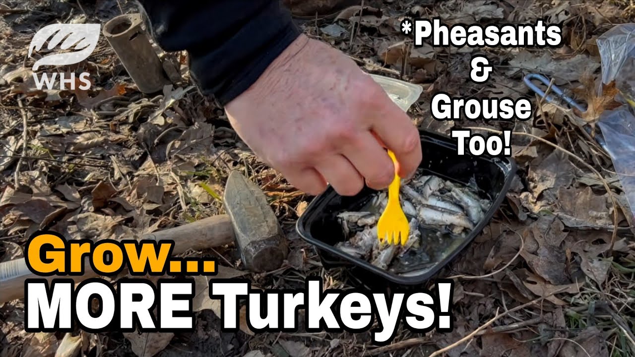 Контроль численности хищников для увеличения популяции индеек, фазанов и тетеревов.