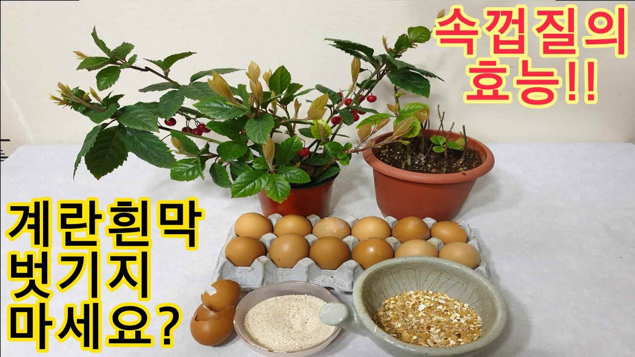 계란흰막 벗기지 않고 비료 만드는방법!! 속껍질에 영양소가 대박!!｜How to make fertilizer without peeling egg white!