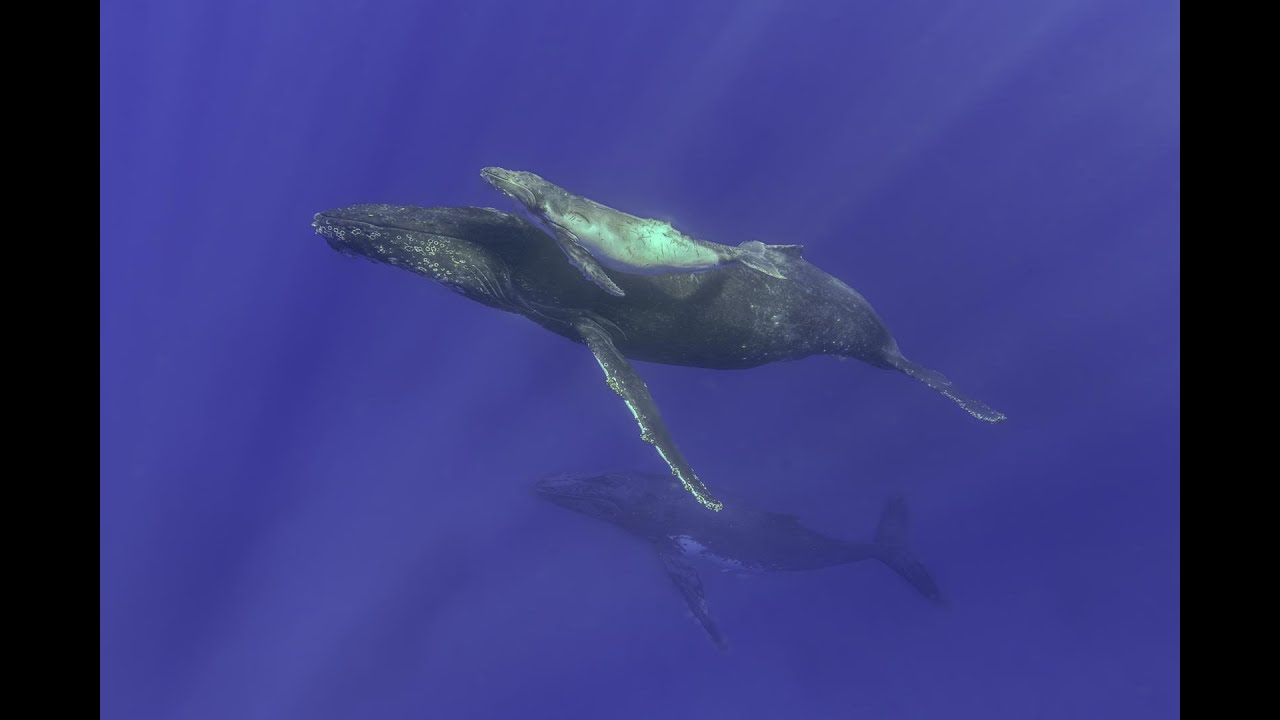 Tonga and Fiji Bligh Waters, Namena, beautiful Softcorals, Humpback Whales, Sharks and Fish Schools