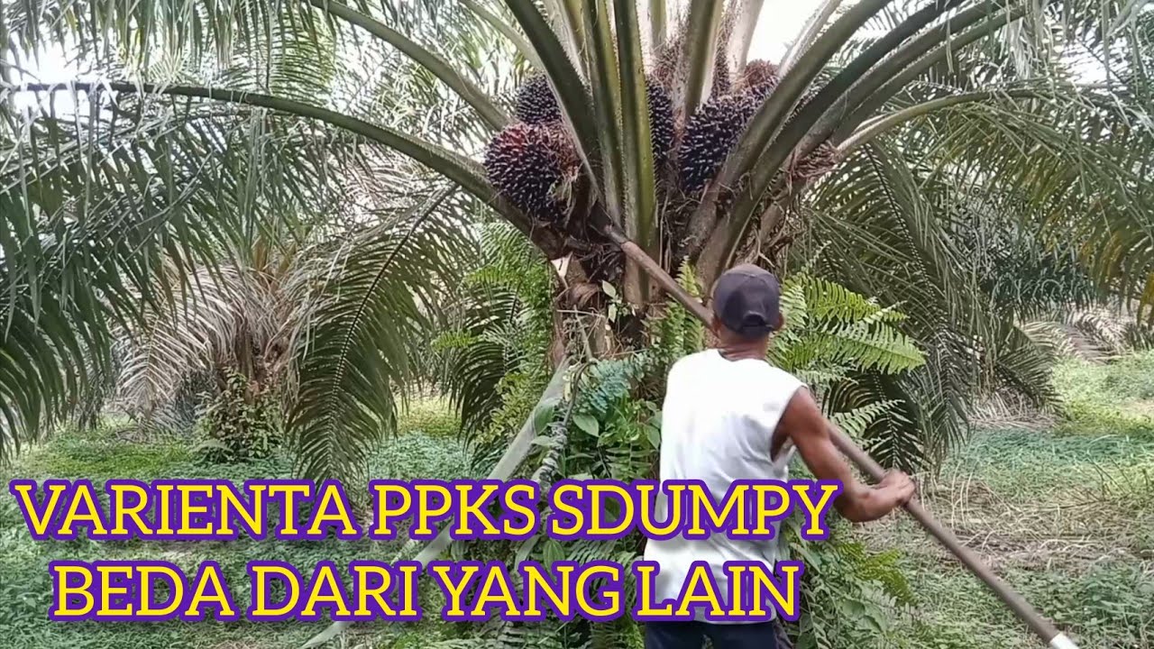 KEUNGGULAN VARIETAS PPKS DUMPY,  ADEMKAN HATI