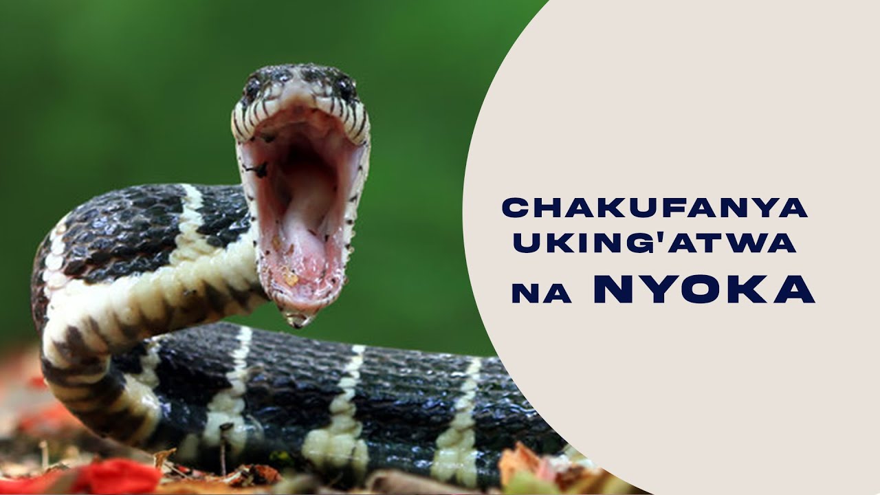 AFYA TIPS:UTAJISAIDIAJE UKING'ATWA NA NYOKA, MBINU HIZI HAPA