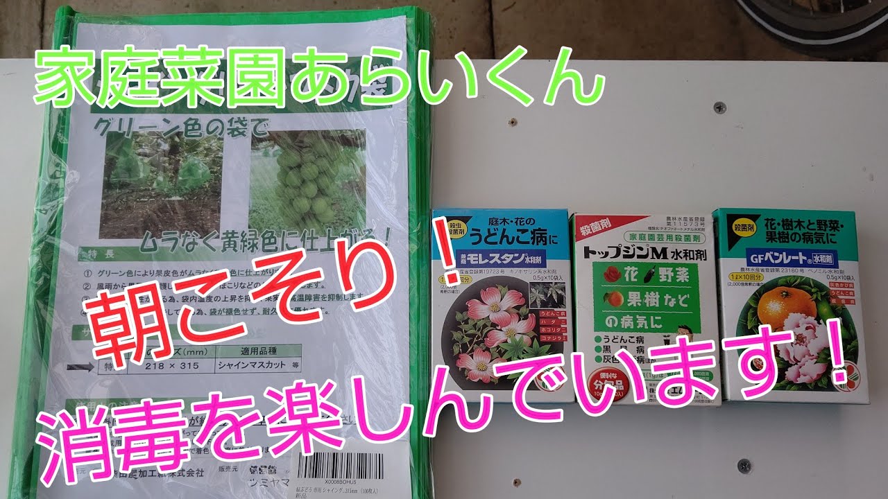 【シャインマスカット】第７回、ぶどうの木の消毒【家庭菜園】
