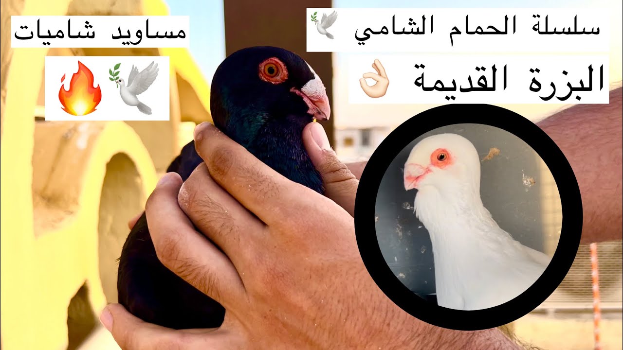الحمام المسود الشامي 🕊🔥 مواصفات عامة😍👌🏻