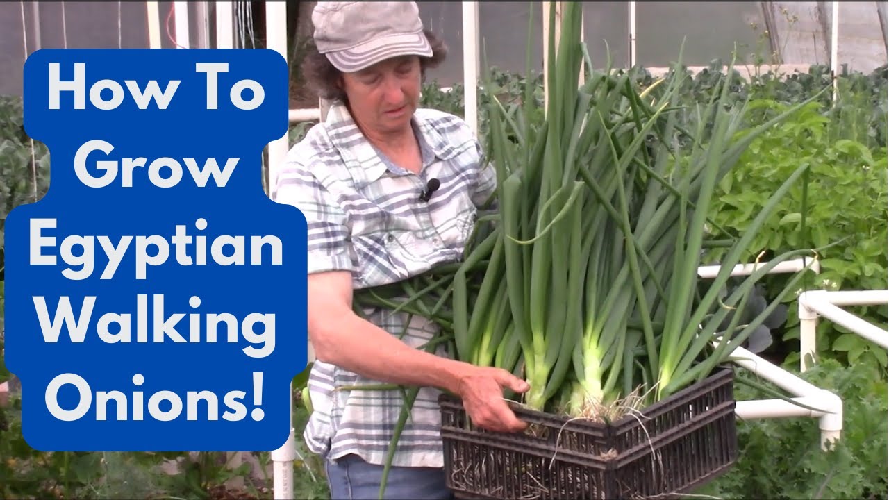 How To Grow  Egyptian Walking Onions