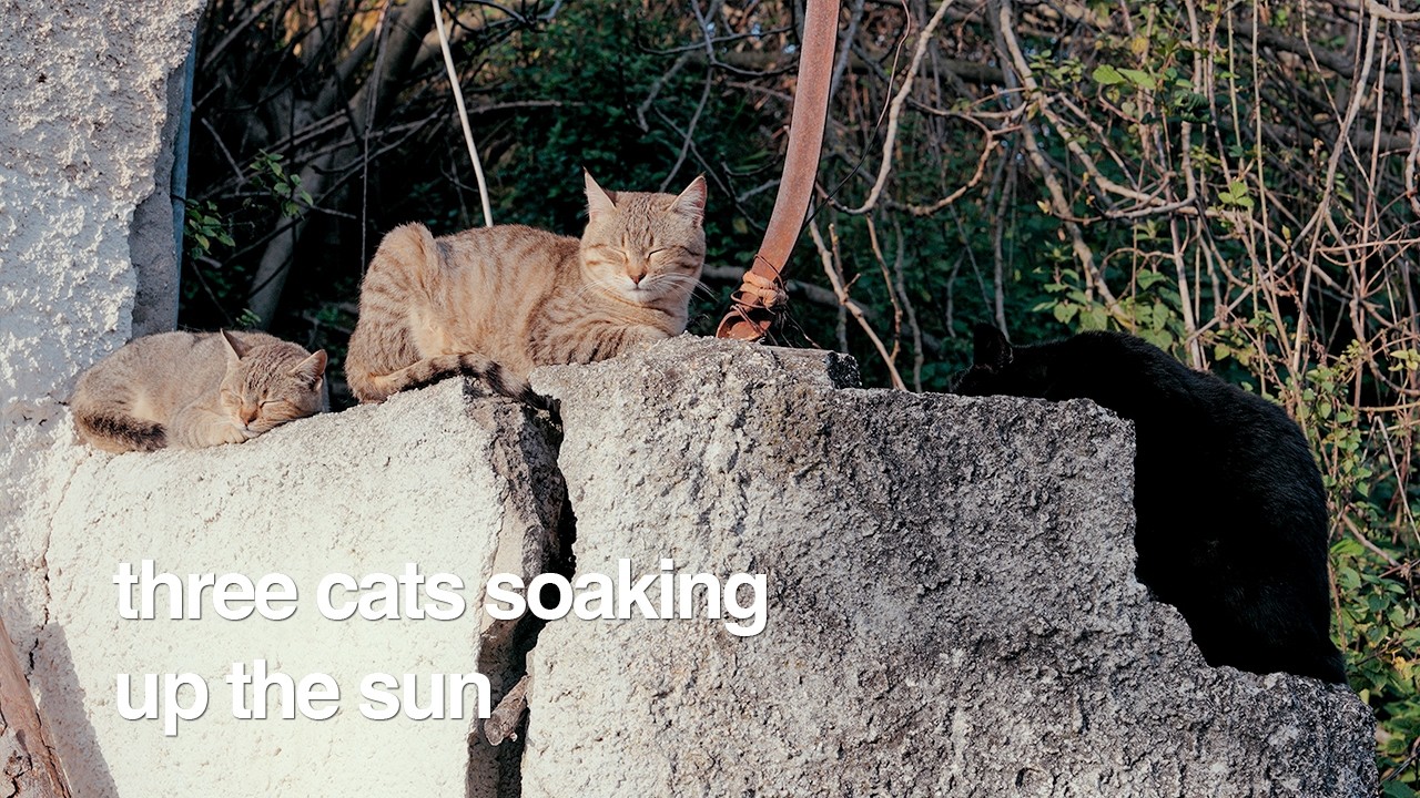 three cats soaking up the sun