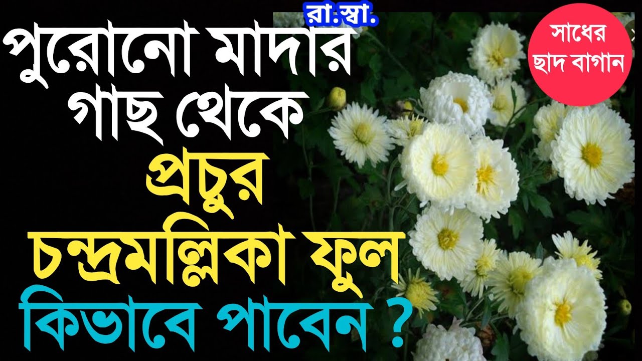 চন্দ্রমল্লিকার পুরোনো মাদার গাছ থেকে প্রচুর ফুল পাবার টিপস। Get more flower from old Chrysanthimam.