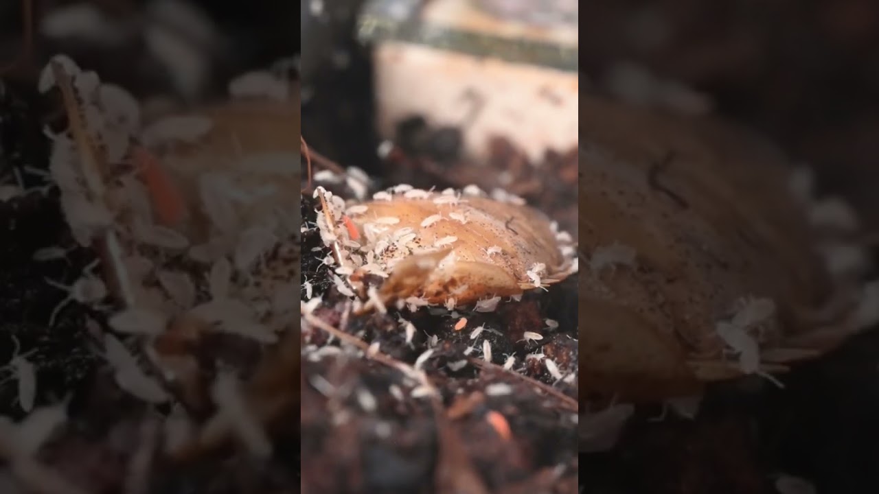 Conoces la función de los 