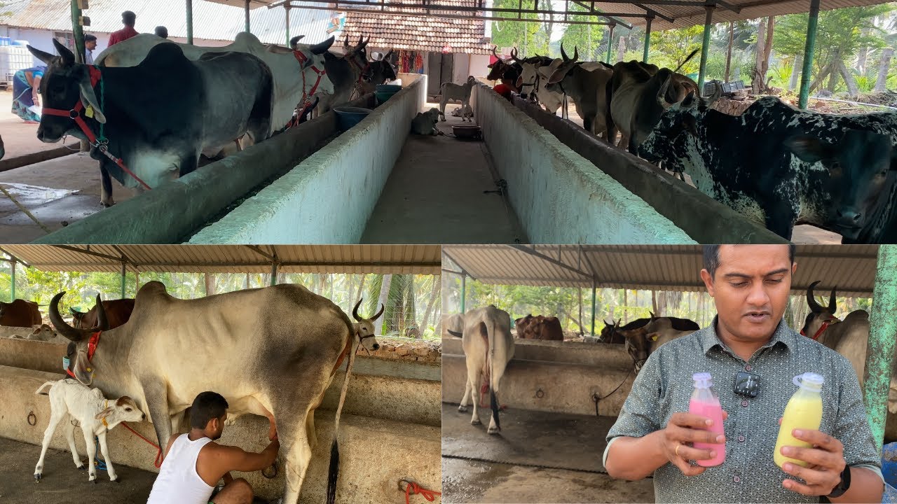 7000  ஆண்டுகளுக்கு முன்பு இருந்த இனம் காங்கிரேஜ் மாடுகள் //எருமைகள்