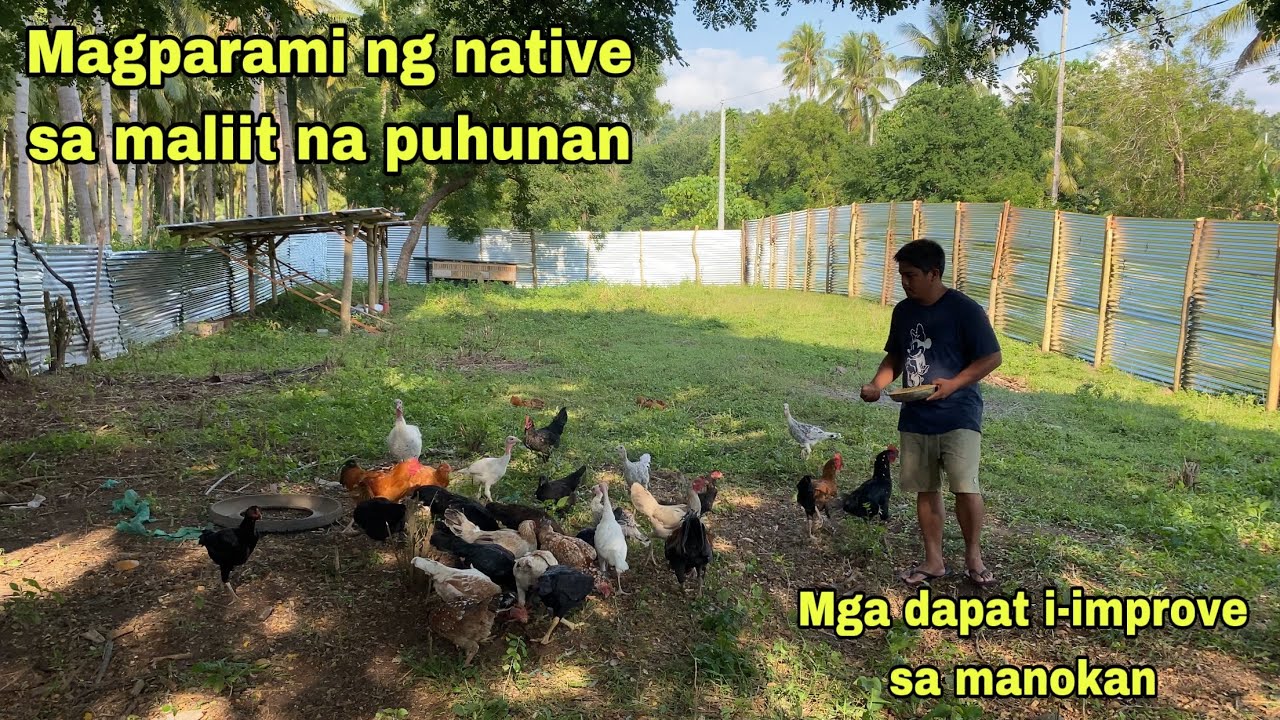 MAGPARAMI NG NATIVE SA MALIIT NA PUHUNAN | MGA I-IMPROVE SA ATING MANOKAN | GLAN SARANGANI PROVINCE