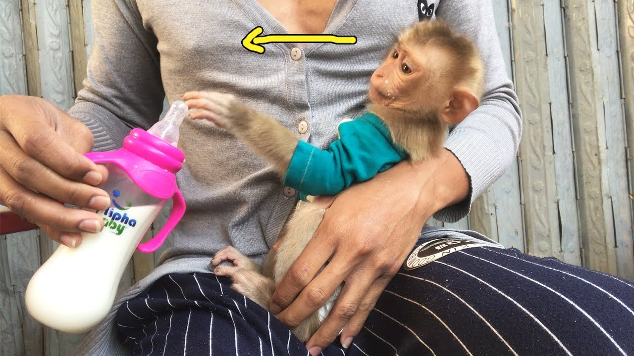 No No Daddy! Monkey Abbey Kicking Out Milk AND Want Lady Daddy's Breast Milk