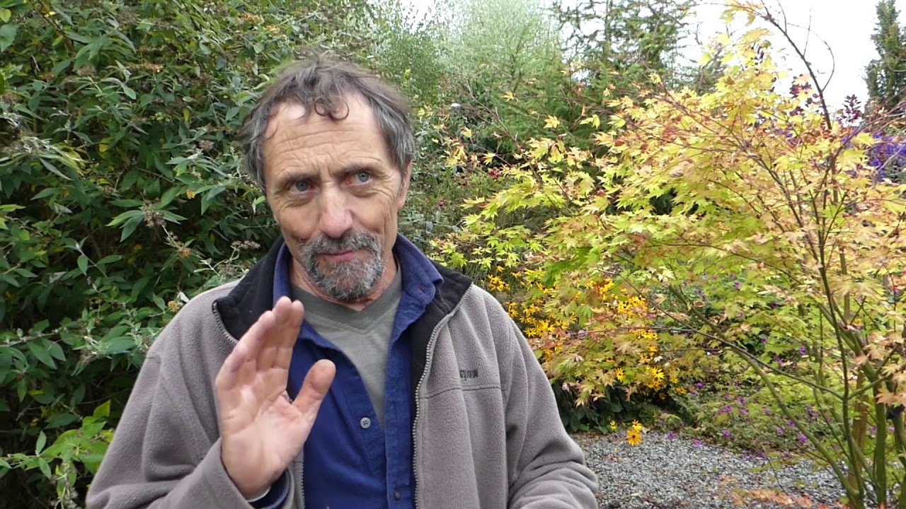 How to move japanese maple ( part 1)
