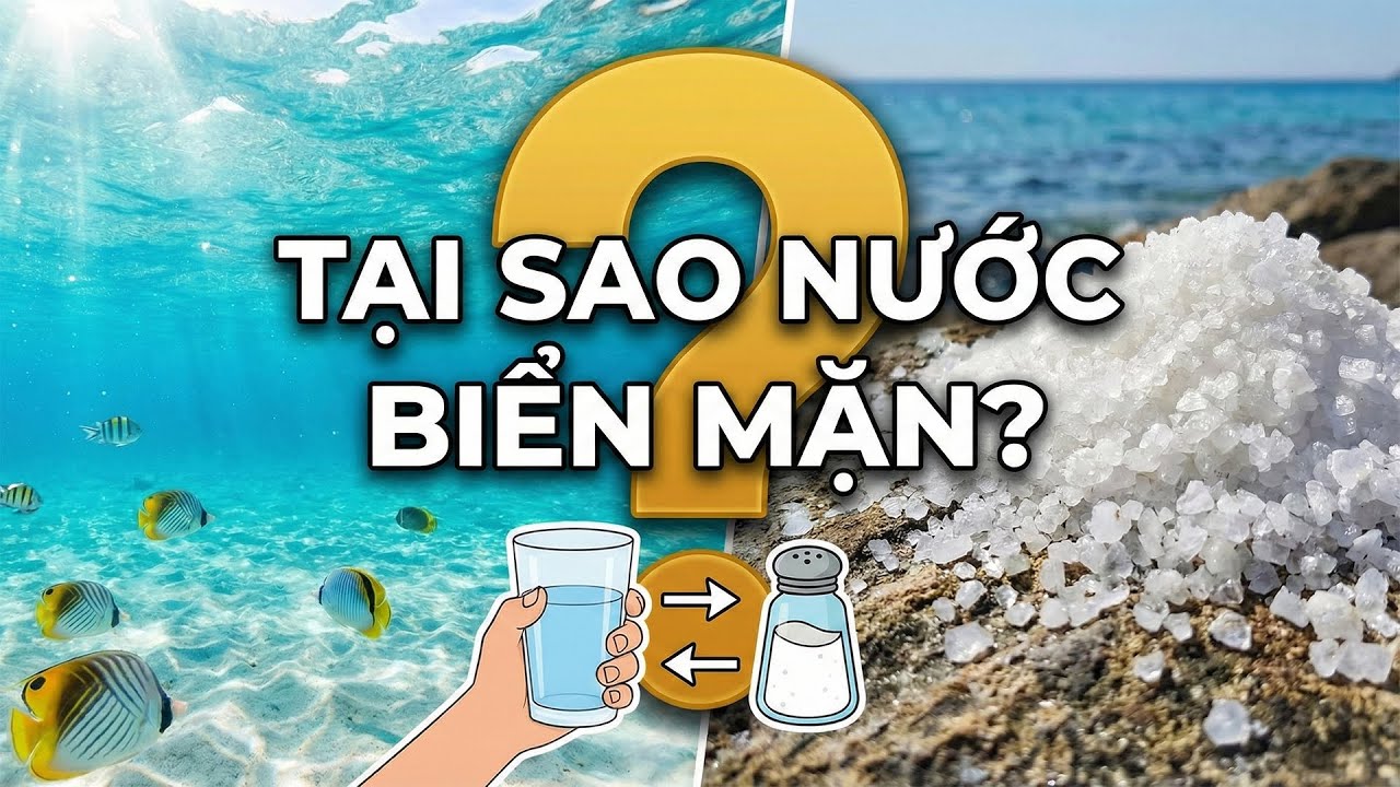 Ai Đã Đổ Muối Xuống Biển? Sự Thật Về 