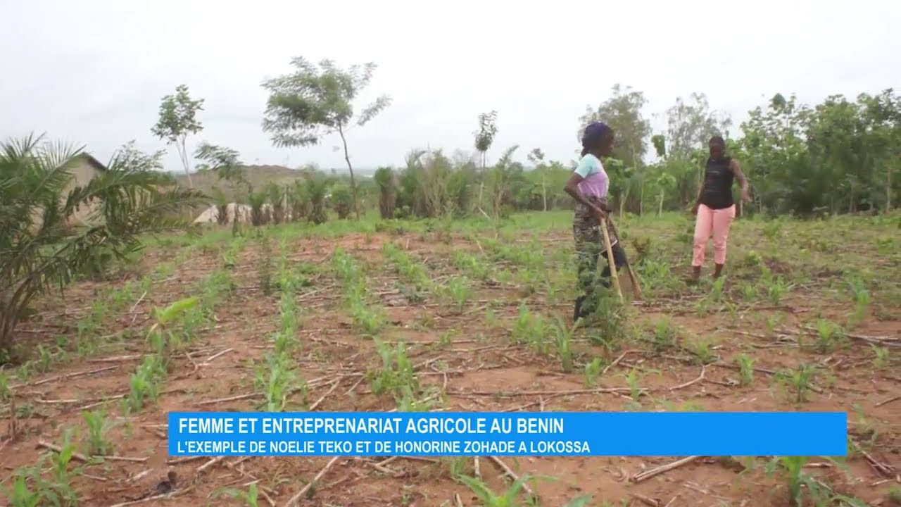 Femme et entrepreneuriat agricole au Bénin: L'exemple de Noelie TEKO et de Honorine ZOHADE à Lokossa