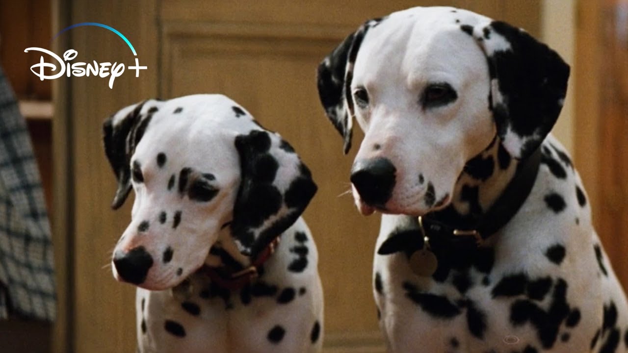 The Puppies get their Collars &ndash; 101 Dalmatians (HD Movie Clip)