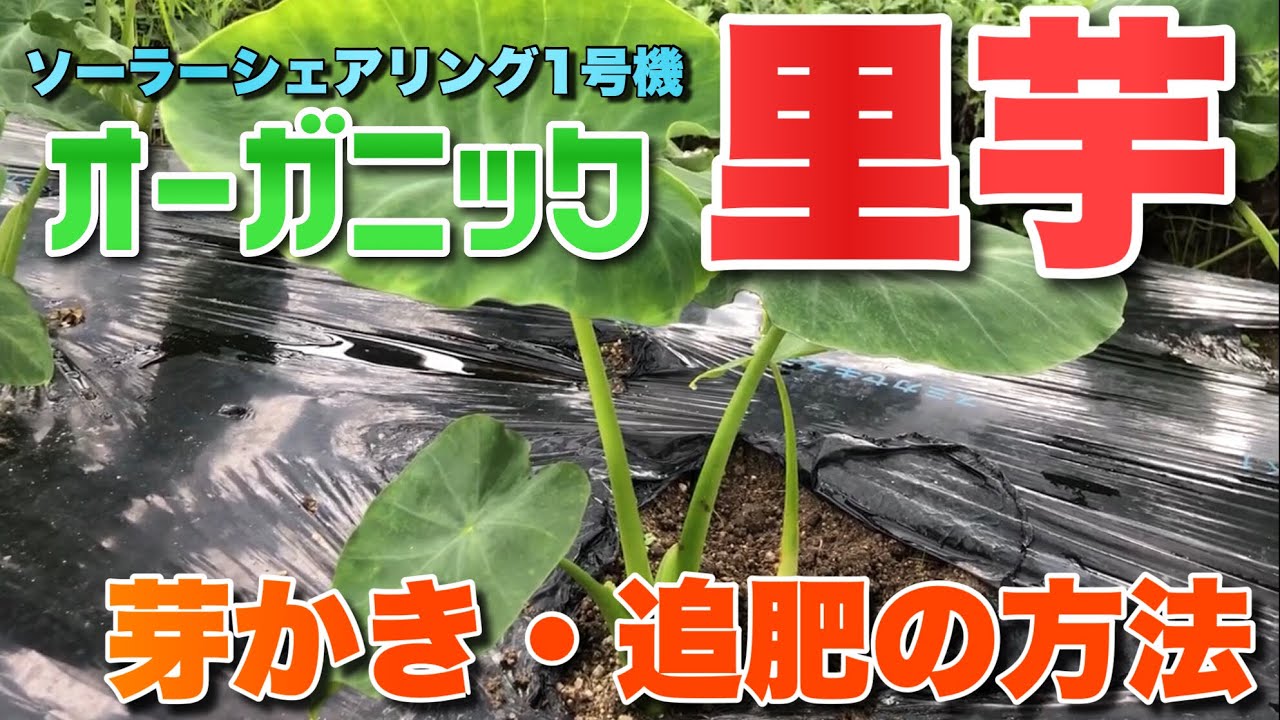 【里芋の芽かき・追肥】オーガニック里芋の芽かき・追肥の方法（ソーラーシェアリング１号機にて）