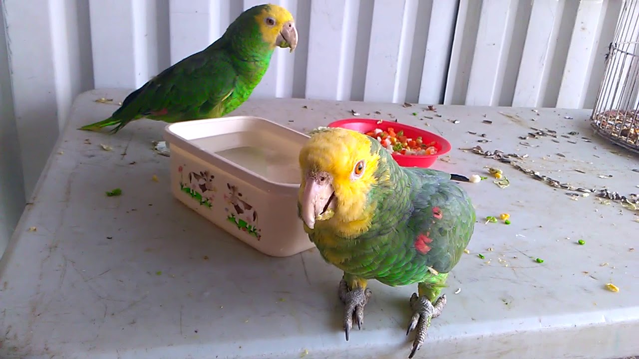 Loro Real Cabeza Amarilla