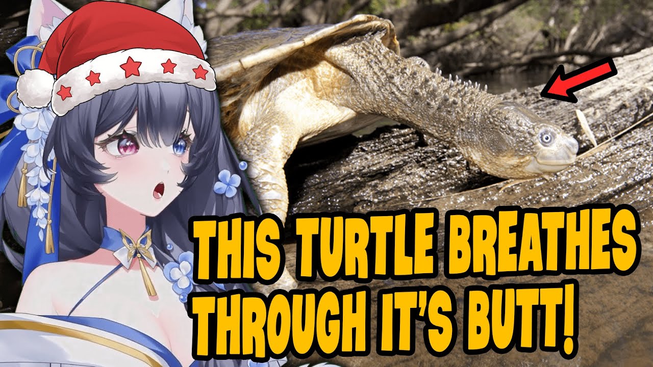 Australia's Wildlife is Getting Weirder and Weirder! | Yueho Reacts to More Parz