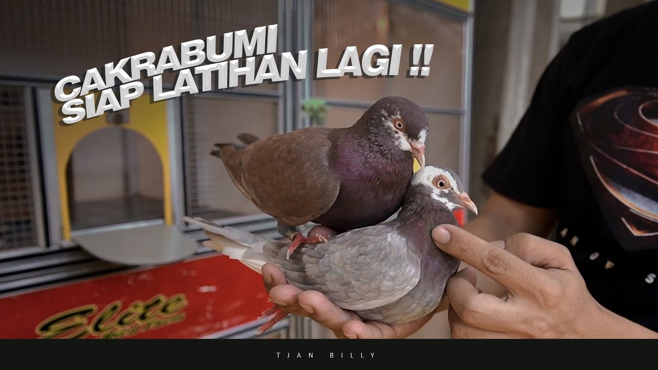 VLOG KABAR TERBARU SEMUA MERPATI KANDANG ELITE TANGERANG
