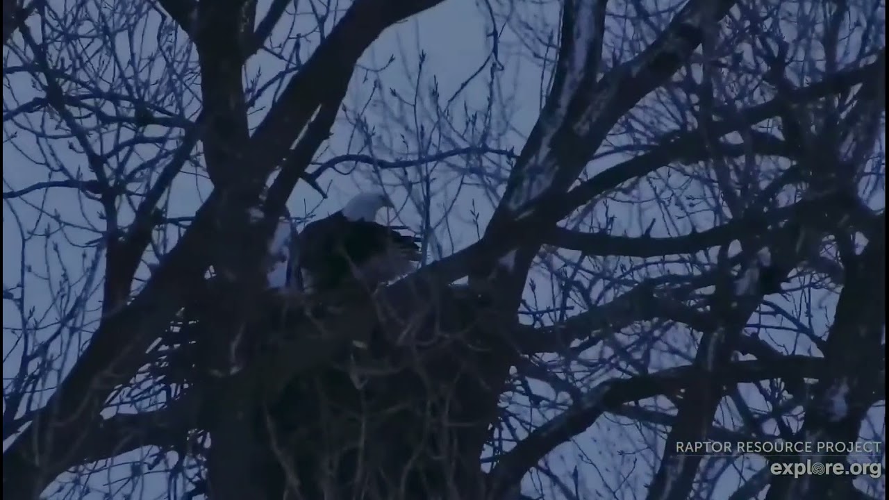 Decorah Eagles 1-22-26 HD & female flyovers then to N6, a little beaky