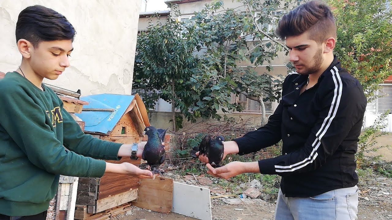 Melih ve Serhat, Kuşlarını Azaltmışlar. Kaynarca Oyun Güvercini, Kaynarca Taklacı Güvercin