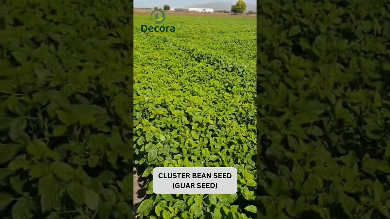 🌱 Cluster Bean Farming Success with Decora Seeds | High Yield Guar Seed Variety #guarseed #farming