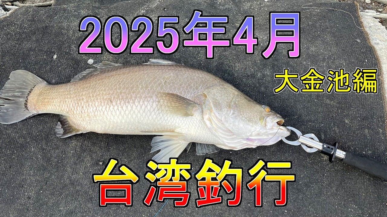 2025/4台湾釣行　大金池編【海外釣行】#台湾 #釣魚  #路亞 #金目鱸 #石斑 #バラマンディ #グルーパー