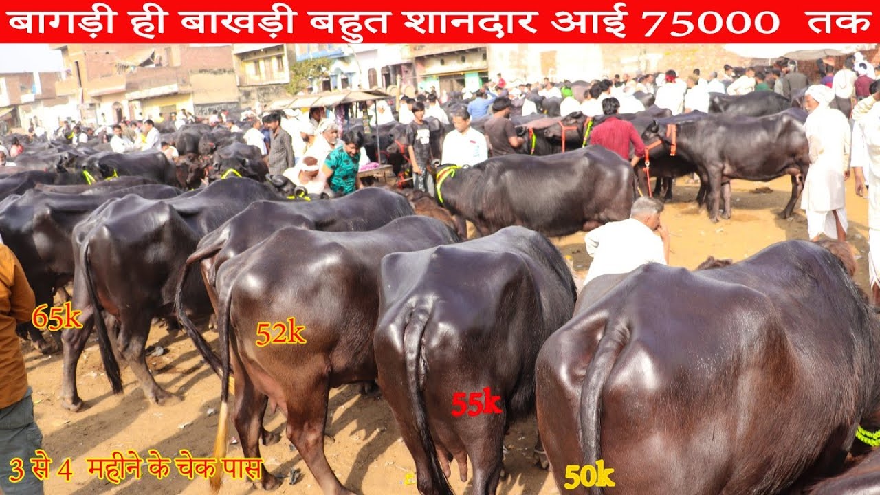15/03/2026 पशु मंडी सस्ती बाखड़ी ही बाखड़ी 3 से 4 महीने की चेक पास Sunday Market 