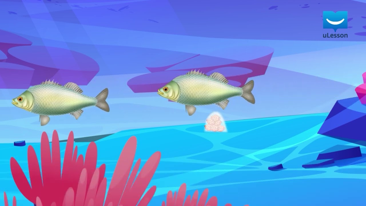 Reproductive System In Fish